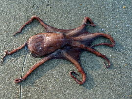 Análisis de las contraindicaciones del pulpo en la dieta vegana: ¿Es seguro consumirlo?