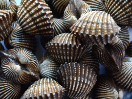 Berberechos al natural M Hacendado 45-65 piezas (Mercadona) - Precio y Opiniones