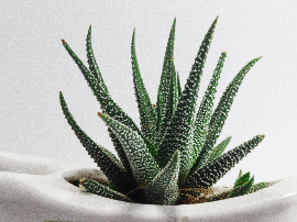 ¿Cómo aplicar aloe vera en la zona íntima de manera segura y efectiva?