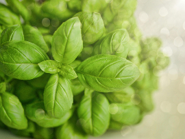 ¿Cuándo se recogen los limones? Guía completa sobre cuándo puedes cosechar un limón de tu árbol frutal