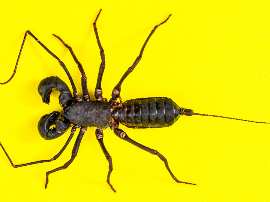 Curl Araña en Banco Inclinado: La Guía Definitiva para Fortalecer tus Bíceps