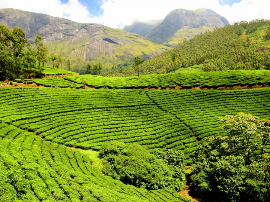 La Herradura Coffee Farm: una joya escondida en el corazón de la Costa Tropical