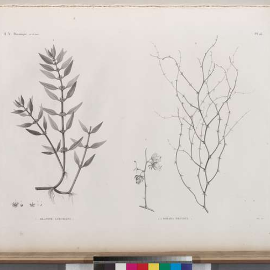 Salicornia Mercadona: Todo lo que necesitas saber