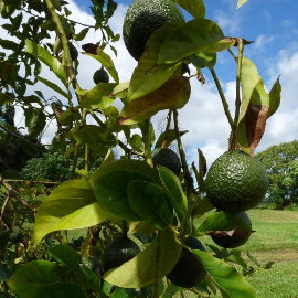 Salud y Nutrición: Invertir en Aceite de Oliva