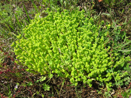 Sedum spathulifolium Cape Blanco x 3