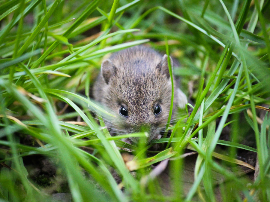 SÚPER-RATAS DE BART, LAS