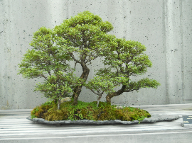 Why Do Bonsai Have Shallow Pots?