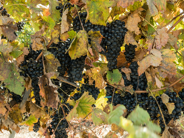 aljibes cabernet franc 2018