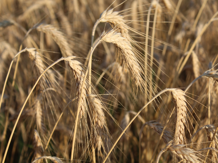 analisis de la harina de cebada sin gluten de lidl idescubre la mejor opcion para tus recetas