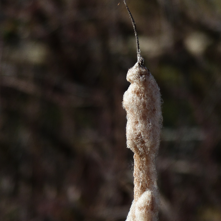 analisis de las calorias en el regaliz rojo es apto para una dieta sin gluten