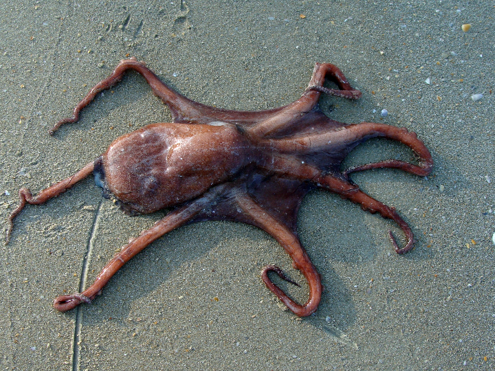 analisis de las contraindicaciones del pulpo en la dieta vegana es seguro consumirlo