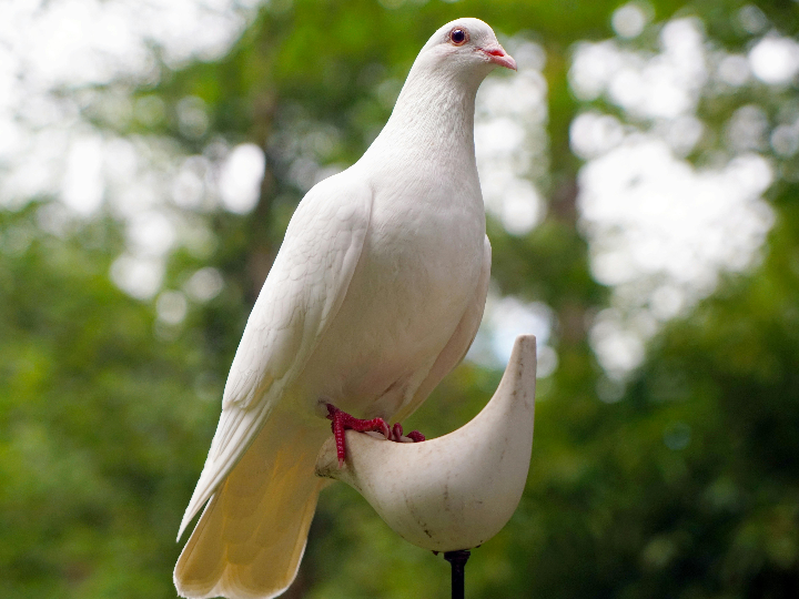 analisis de palomitas filipino descubre las mejores opciones sin gluten