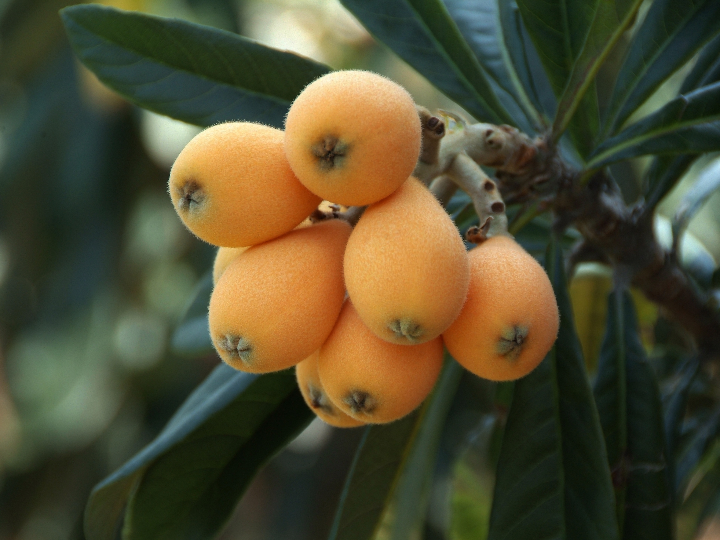 analisis del mejor arbol de nispero en maceta descubre cual es la mejor opcion para tu hogar