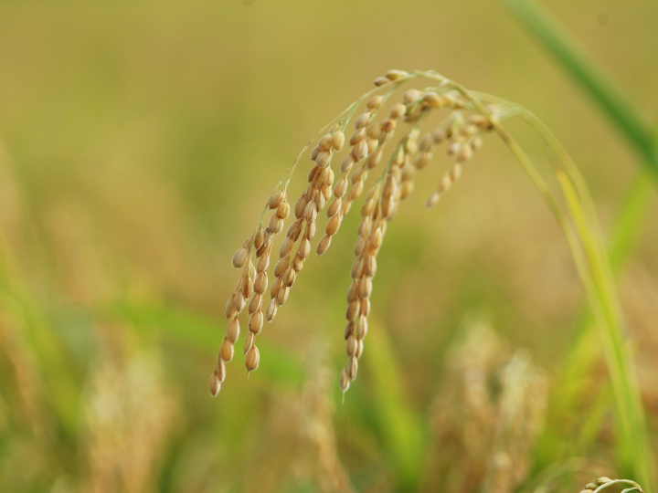 analisis del triangulo de arroz coreano cual es el mejor producto asiatico en el mercado