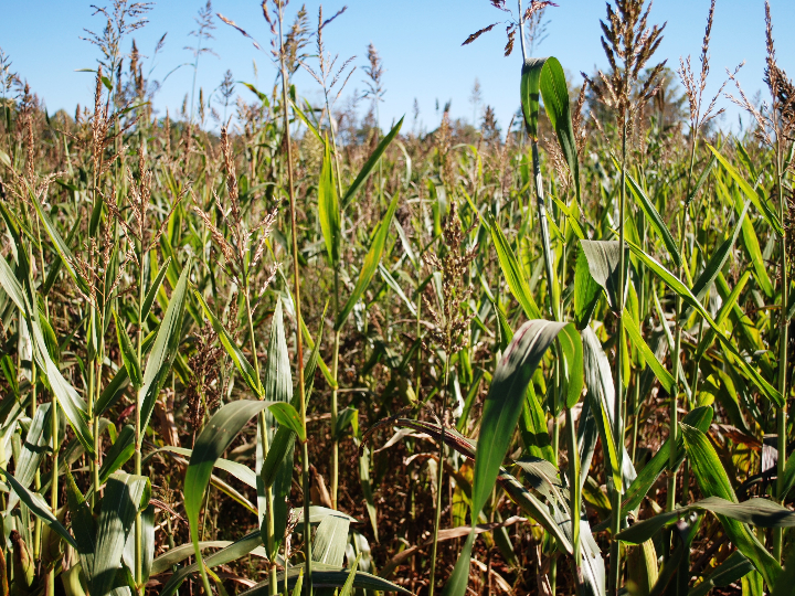 analisis detallado del sorgo sin gluten de mercadona idescubre sus beneficios y propiedades