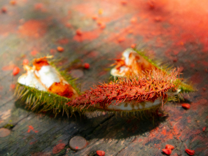 analisis positivo del achiote de alcampo descubre este tesoro culinario internacional