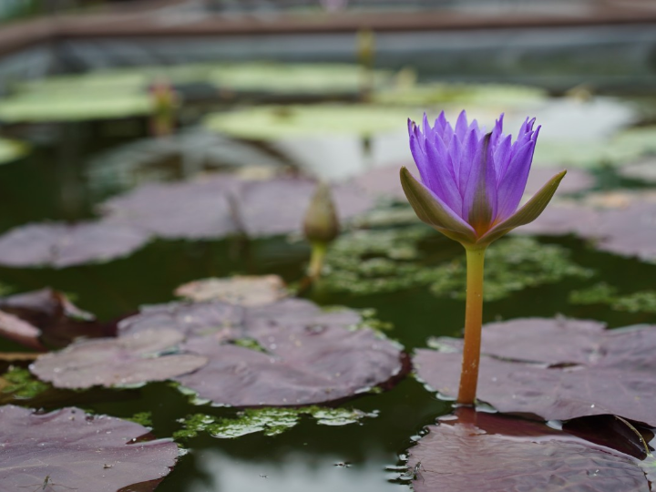 analisis positivo descubre la crema lotus de marca blanca y sorprendete con su calidad internacional