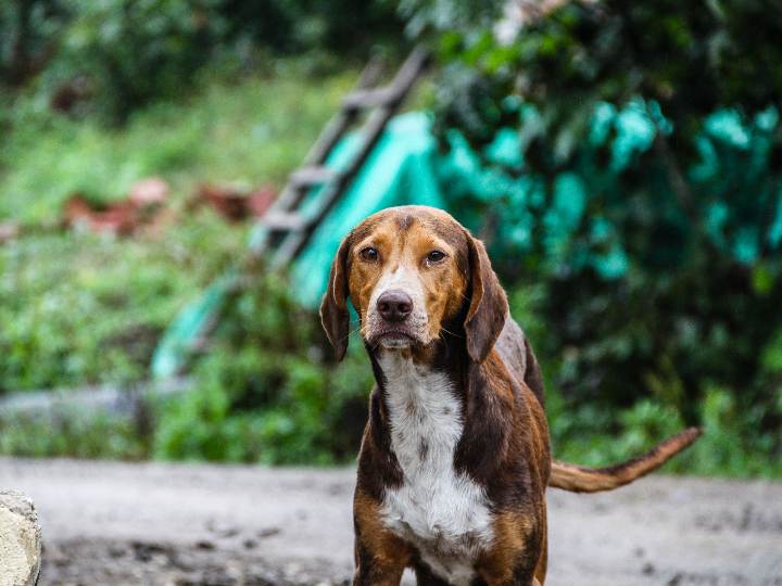 analisis stray nintendo switch me parecio ver un lindo gatito