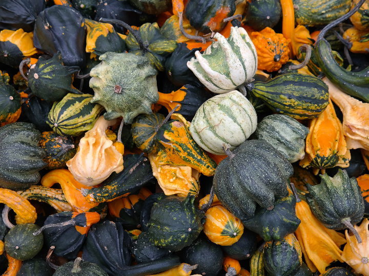 analisis y comparacion las mejores opciones de leche en polvo vegetal para veganos