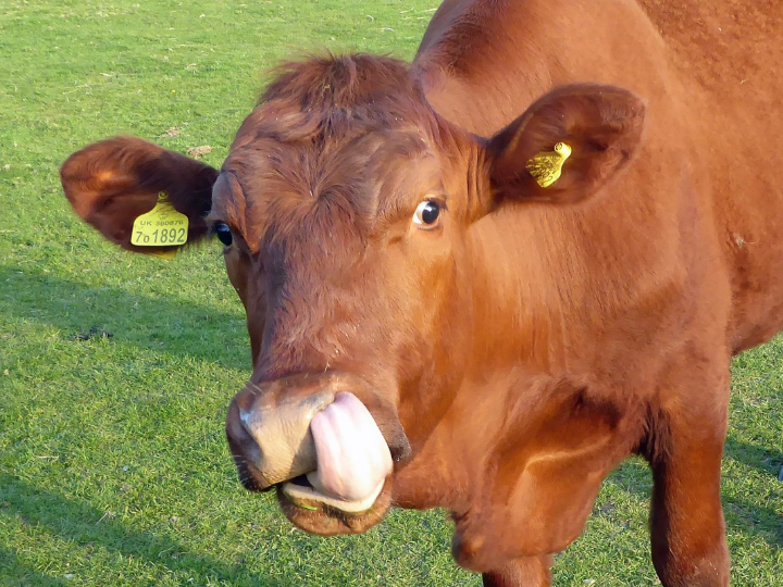 analisis y comparativa de juguetes betis fifa 24 ila mejor eleccion para los amantes del futbol