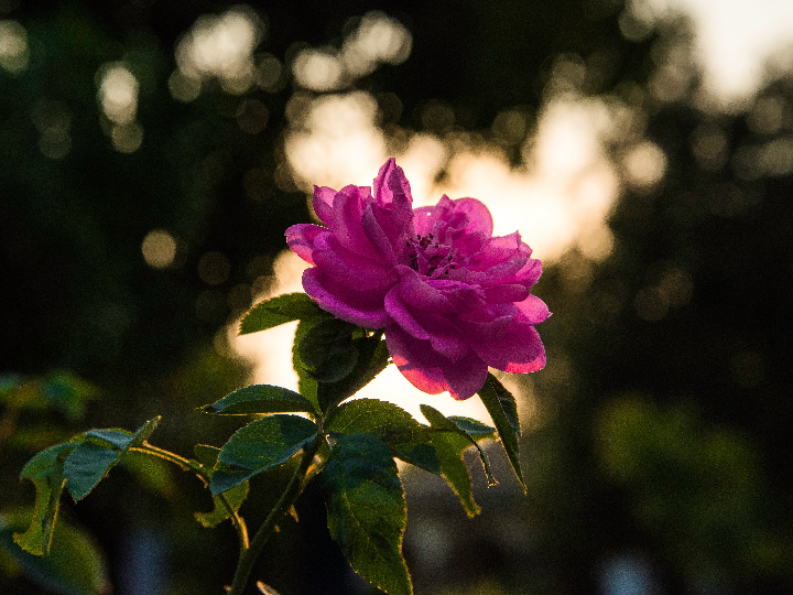 analisis y comparativa de los mejores vinos descubre el encanto de vino las camelias