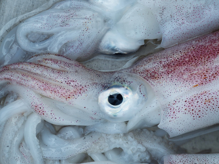 analisis y comparativa descubre los mejores calamares secos de canarias con influencia asiatica