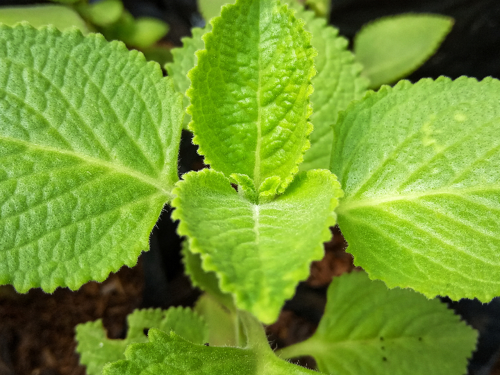 analisis y comparativa stevia o eritritol los mejores productos veganos sin azucar anadido