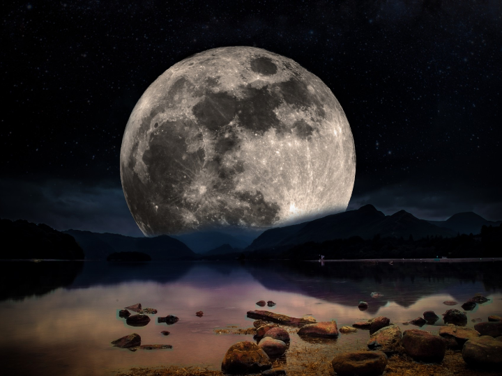 bakus los robots estrella en la vina