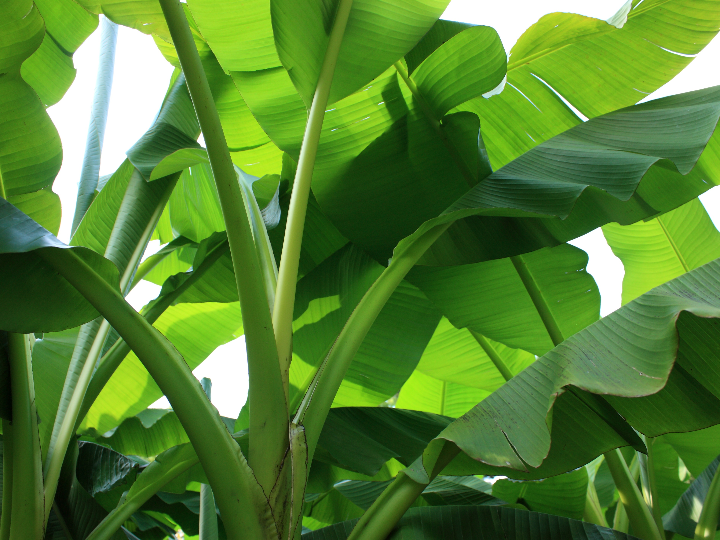 banano tropical 12 cm maceta