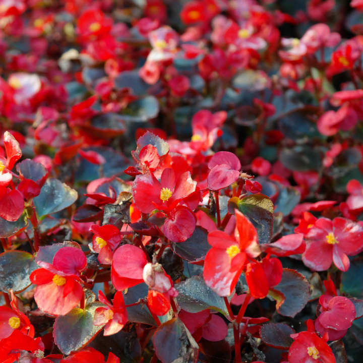 begonia siempre florida maxima rose bicolor