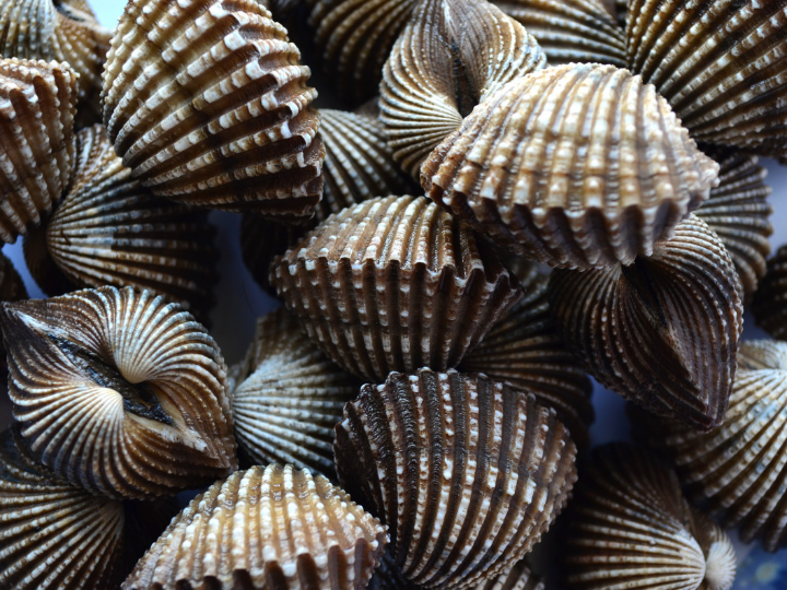 berberechos al natural m hacendado 45 65 piezas mercadona precio y opiniones