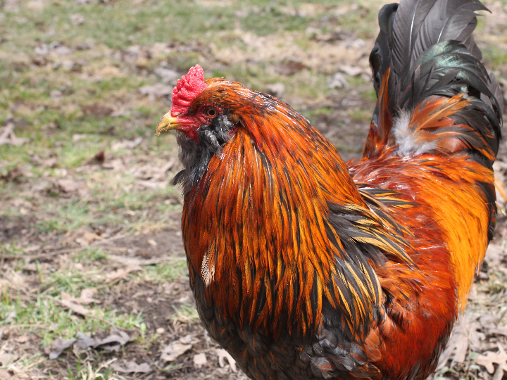 beter peine liendrera ref 24324