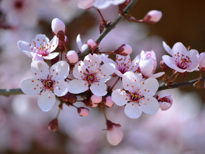 blossom beauty lounge barcelona