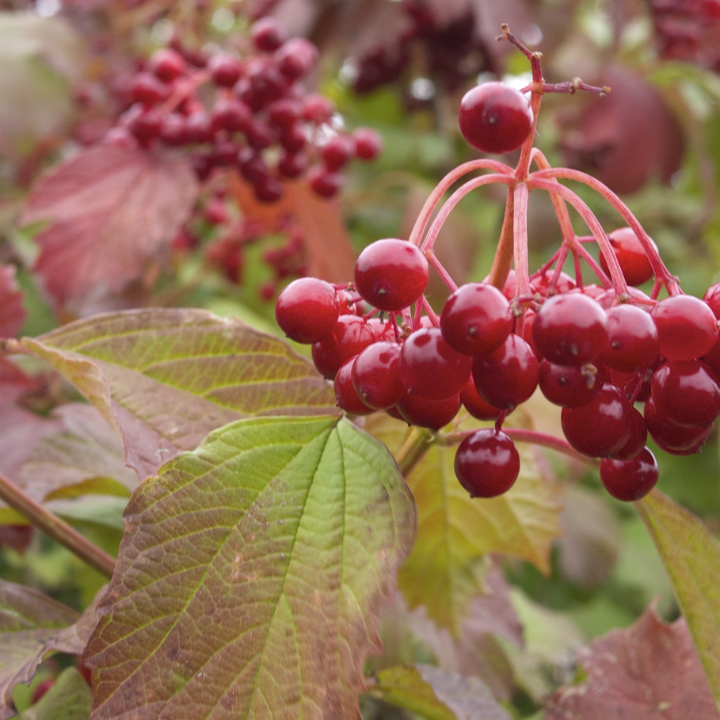 callicarpa giraldii 9 cm