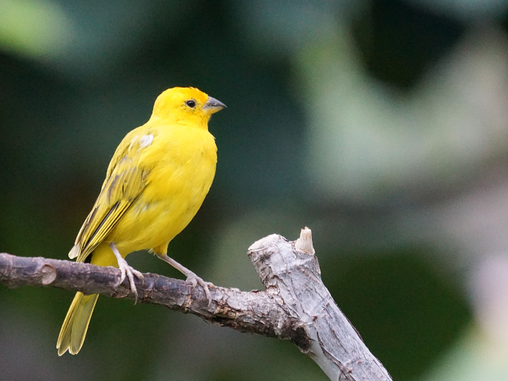 canario jaspe amarillo para su cuidado y cria