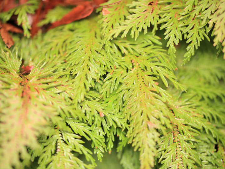 chamaecyparis thyoides blue rock falso cipres