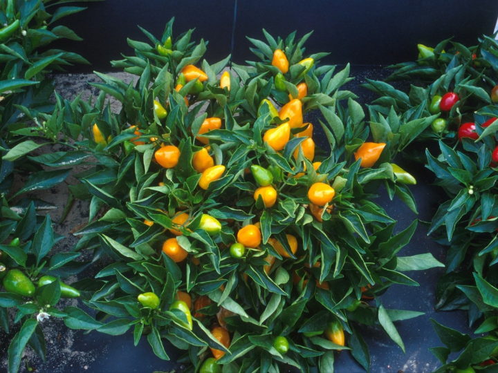 citrus kumquat bonsai 10 anos kumquat