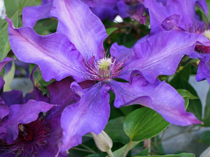 clematis madame julia corevon