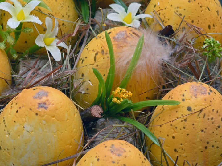 clutch fiesta plumas lima oscuro 125107