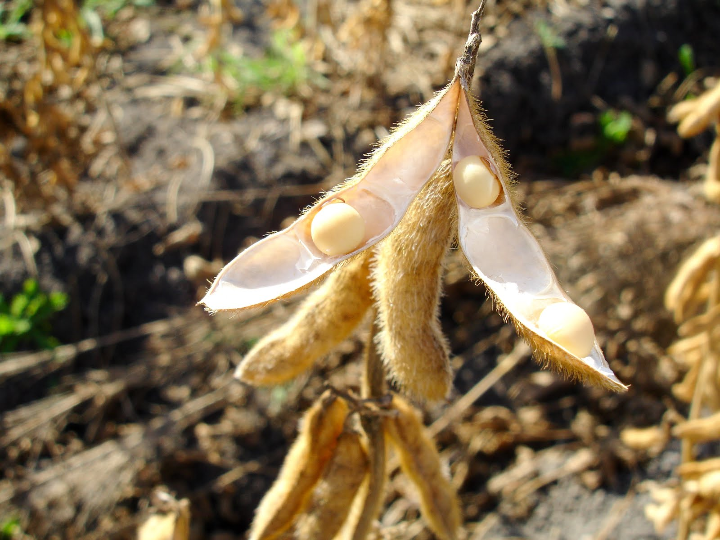comparativa de las mejores marcas de leche de soja iencuentra la opcion vegana perfecta para ti