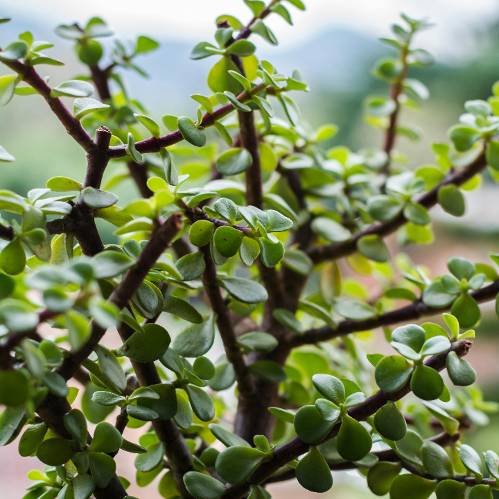 comprar bonsais en zaragoza