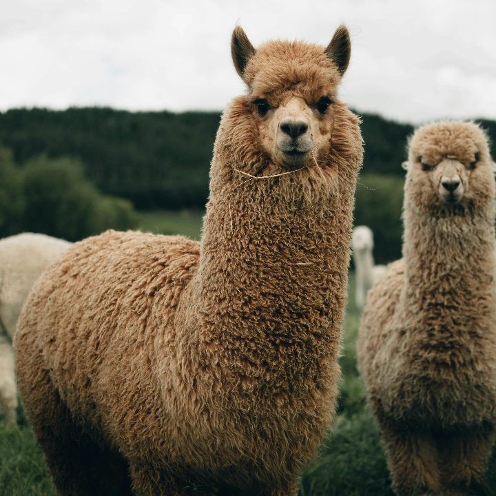 cortinas de lamas pvc nervadas