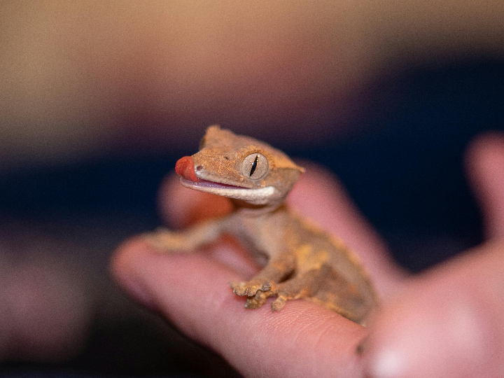 crested gecko sabor banana varios tamanos