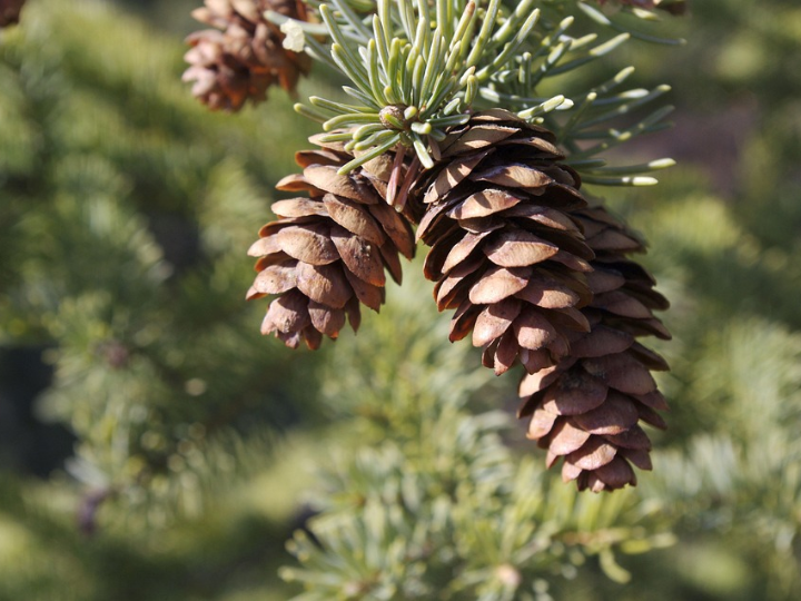 cuanto tarda en crecer un naranjo