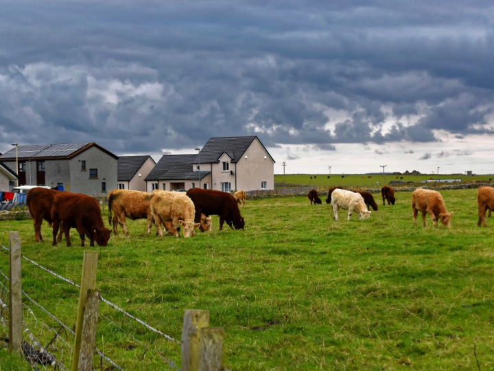 cured cheese la granja burebana 1kg