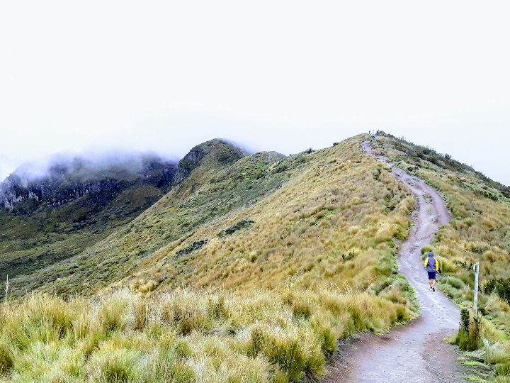 delicias internacionales descubre los encantadores guayaba cakes y sus sabores exoticos