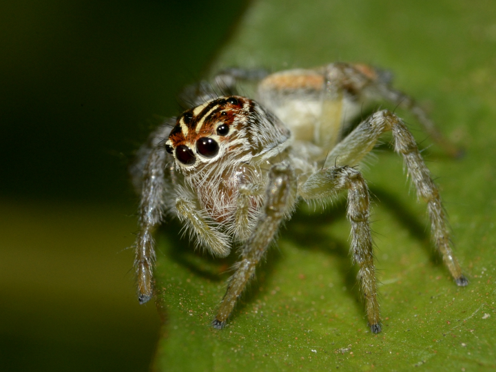 descubre las mejores florerias cerca de ti encuentra la ideal para sorprender a tus seres queridos