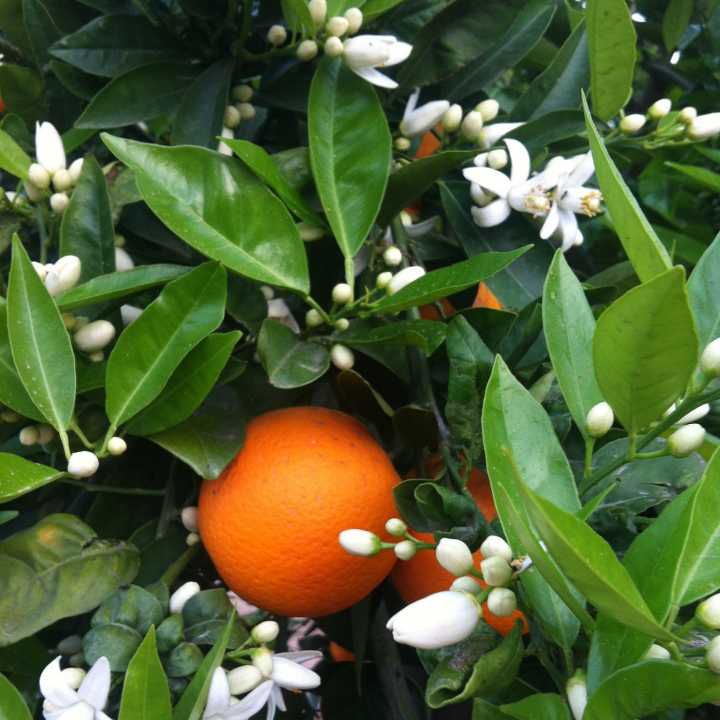 descubre los beneficios de la planta amarga en ensaladas y tonicos iun superalimento imprescindible
