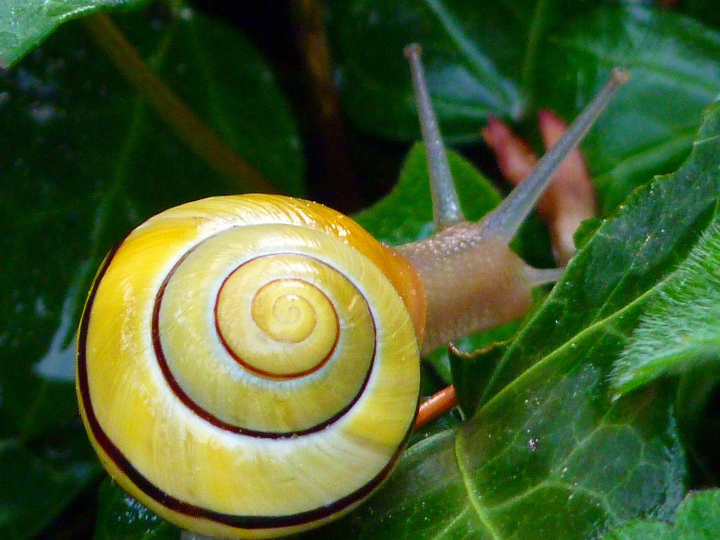 descubre los fascinantes nombres de los caracoles de mar analisis y comparativa en el mundo acuatico