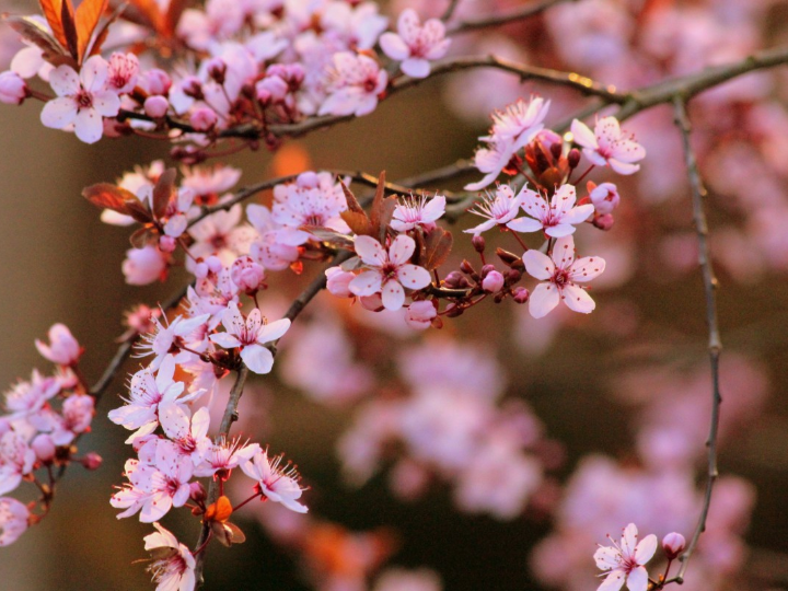 descubriendo el futuro de la cereza con bloom en mequinenza espana